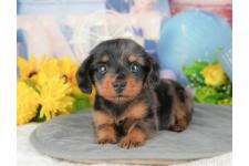 ♀︎ミニチュアダックスフンド(ロングヘアード)