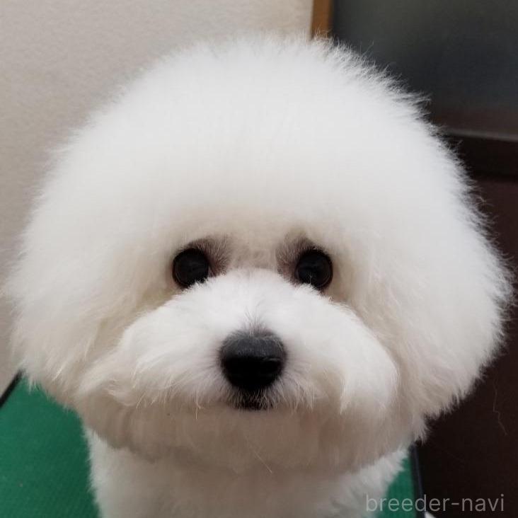 母親犬