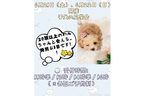 銭蘭穎ブリーダーの詳細