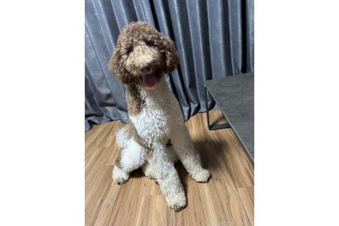 鈴木香予ブリーダーの詳細の1枚目