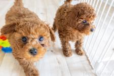 ♀︎タイニープードル