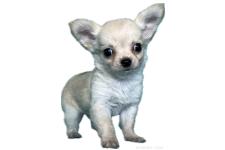 ♀︎チワワ(ロングコート)