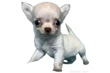 ♀︎チワワ(ロングコート)