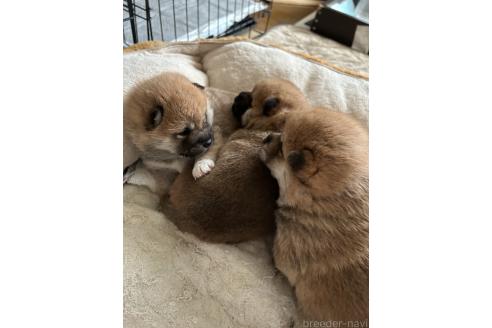 新島紀子ブリーダーの詳細の1枚目