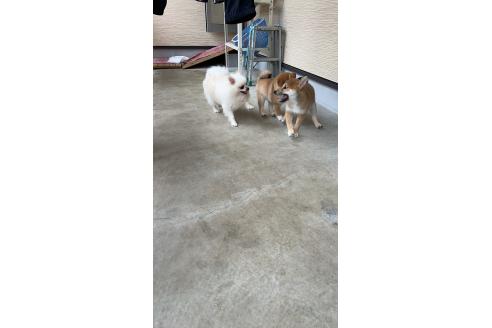 新島紀子ブリーダーの詳細