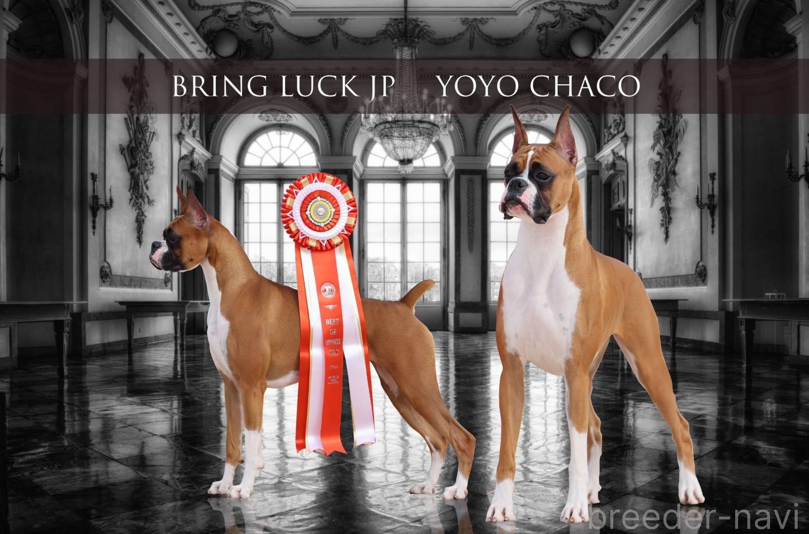 山下ブリーダー