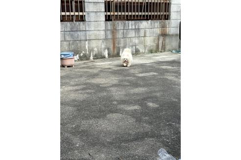 前田夕美子ブリーダーの詳細