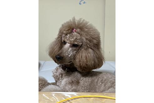 齋藤美子ブリーダーの詳細