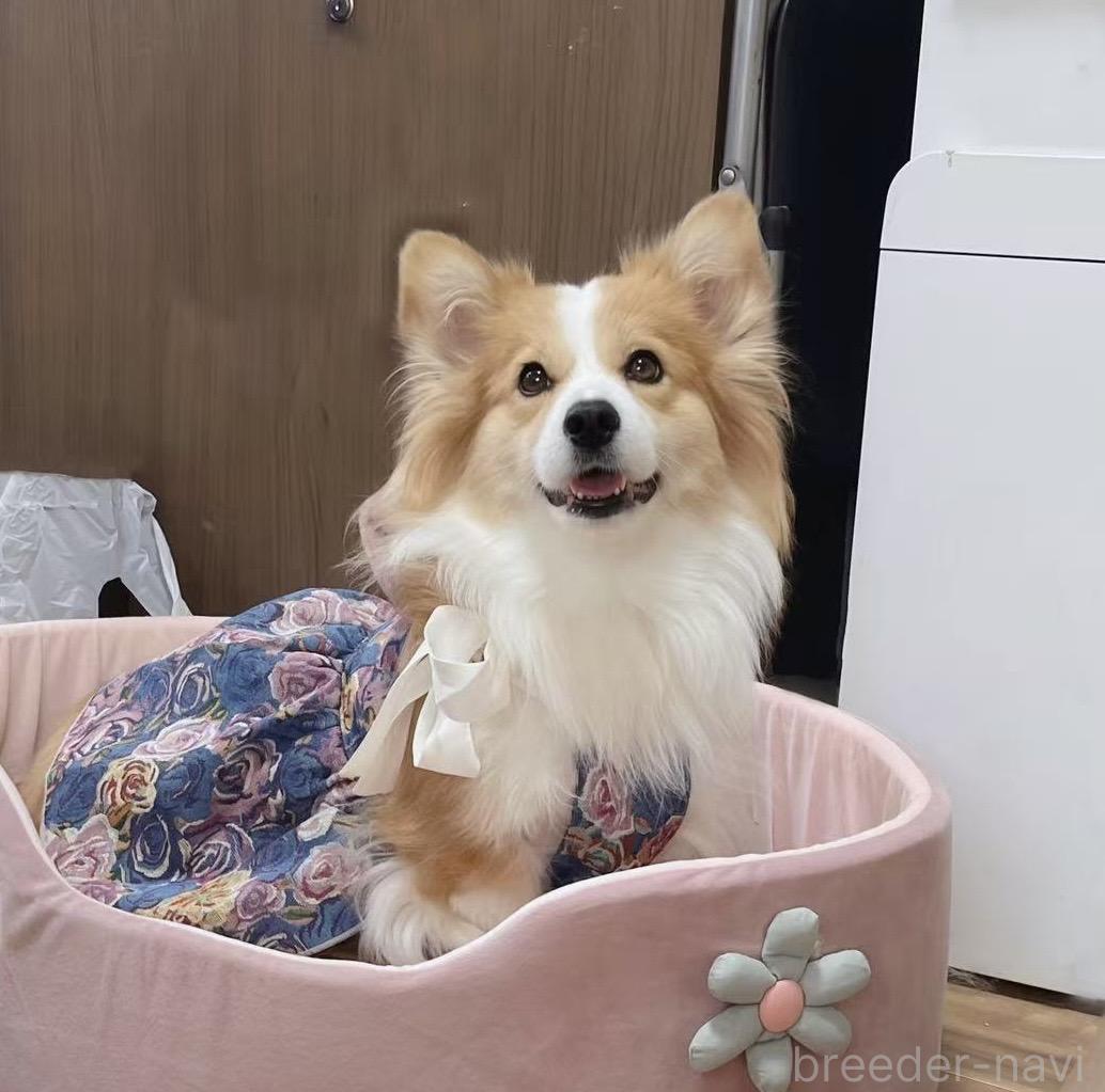 母親犬