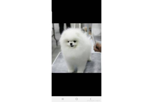 鹿久保英次ブリーダーの詳細