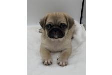 ♀︎ミックス犬