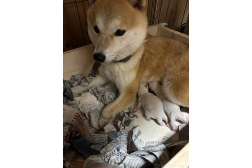 井上崇ブリーダーの詳細