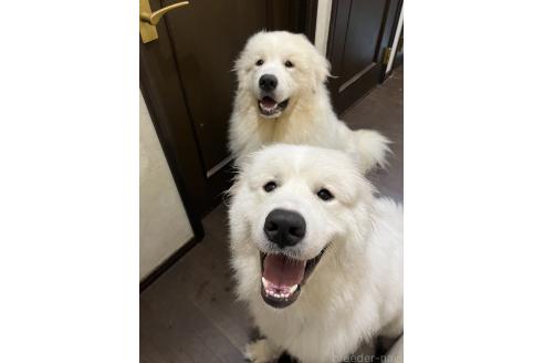 今川玲佳ブリーダーの詳細