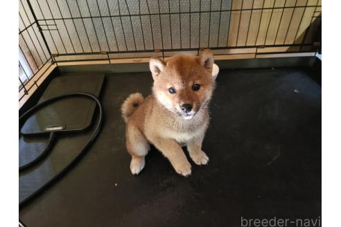 大谷地良一ブリーダーの詳細