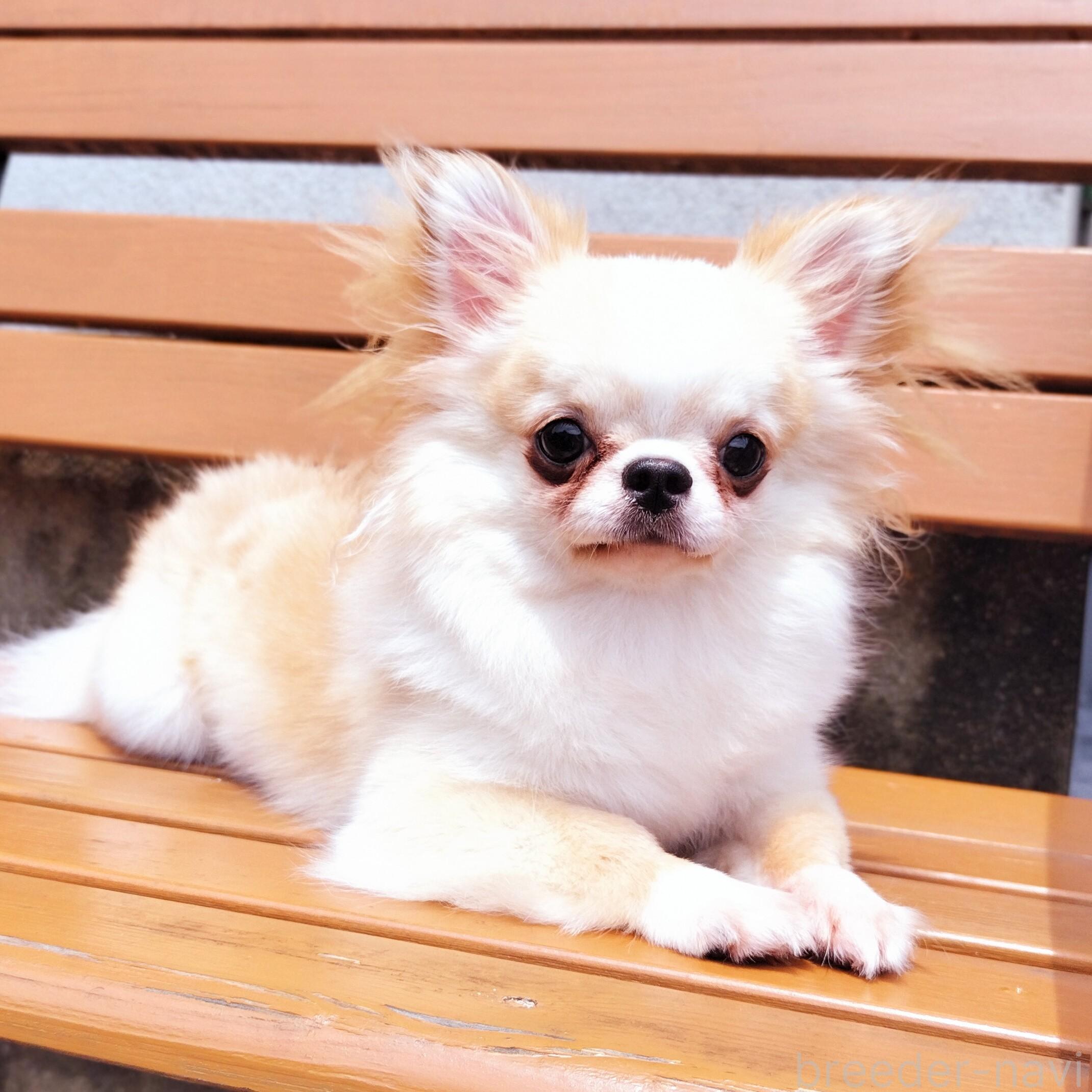 山口香奈絵ブリーダーの詳細