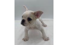 ♀︎フレンチブルドッグ