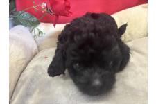 ♀︎チワプー:チワワ×トイプードル