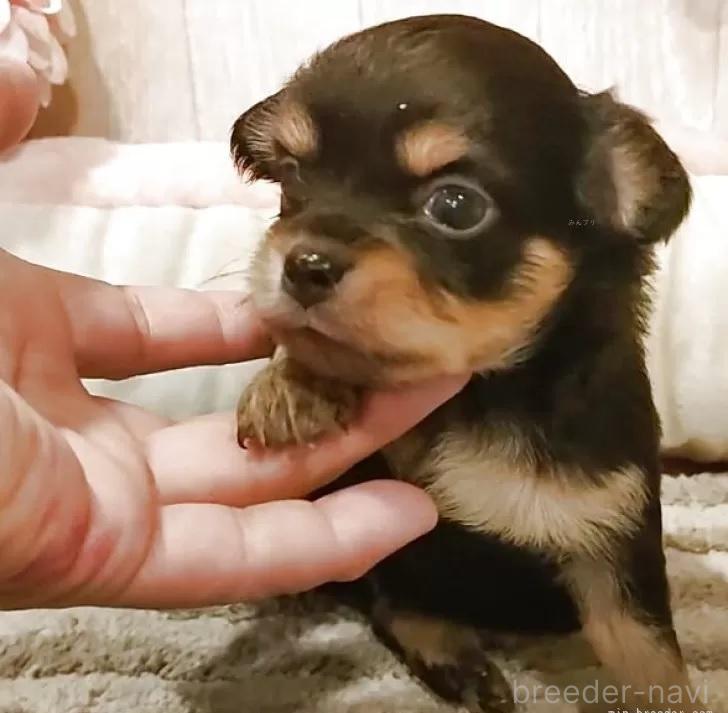 ♀︎チワワ(ロングコート)