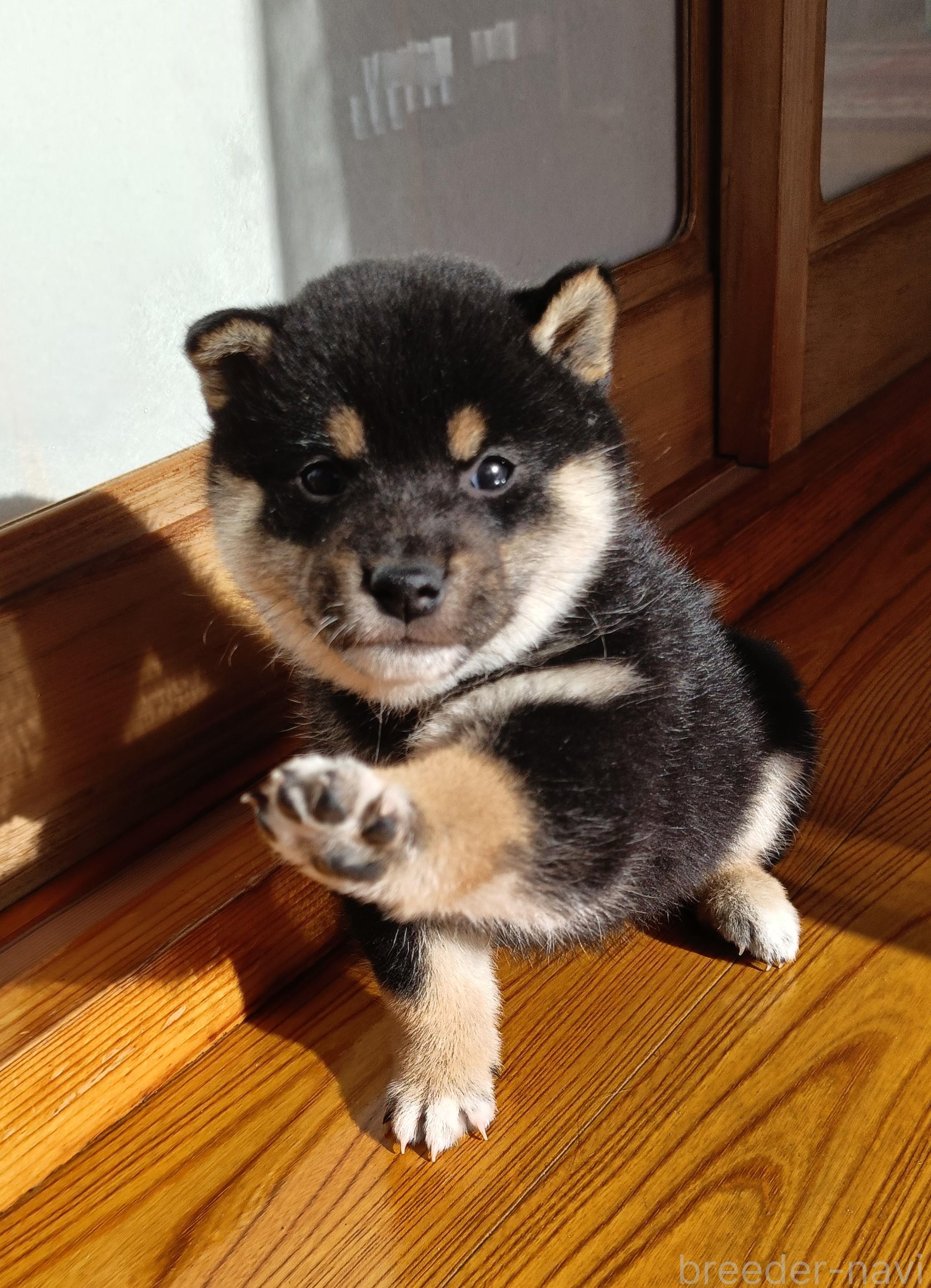 大谷地ブリーダー