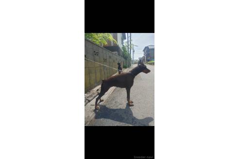 秋山ひとみブリーダーの詳細