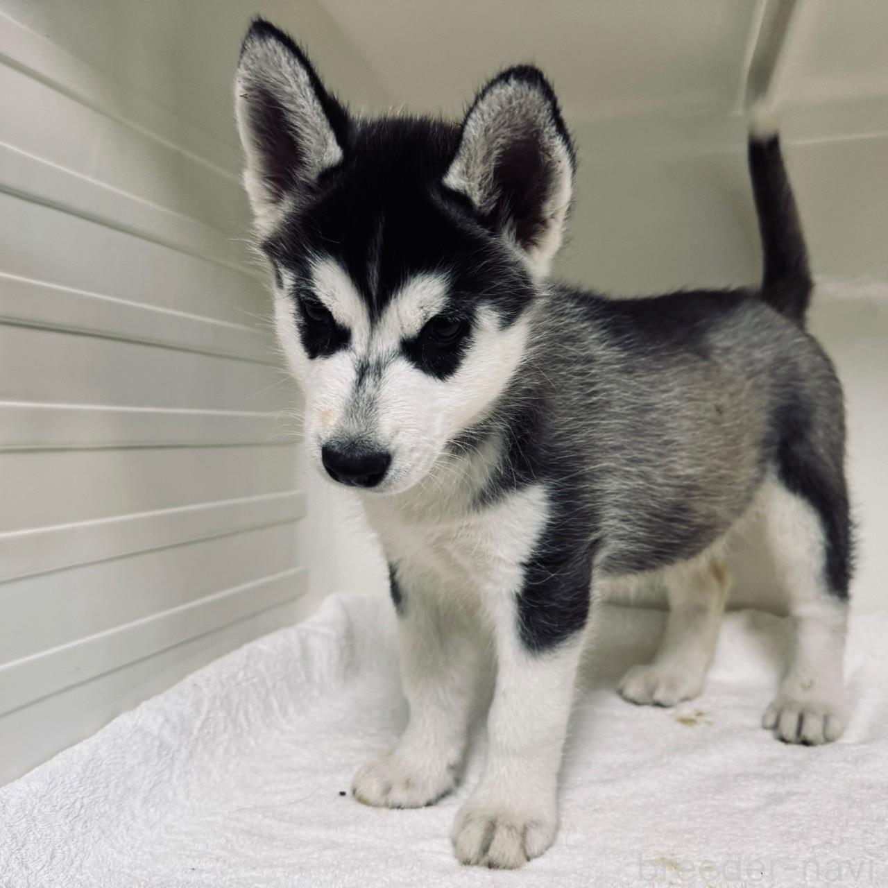 ♀︎シベリアンハスキー