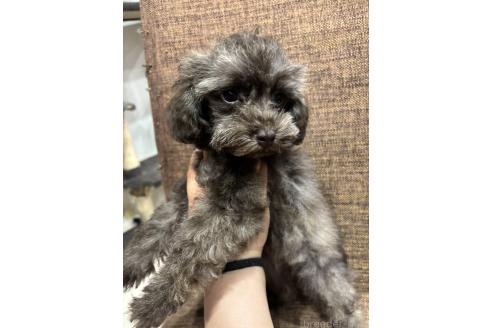 宮本ありさブリーダーの詳細