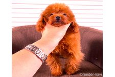 ♀︎ティーカッププードル