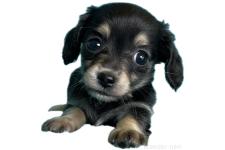 ♀︎チワックス:チワワ×ミニチュアダックスフンド