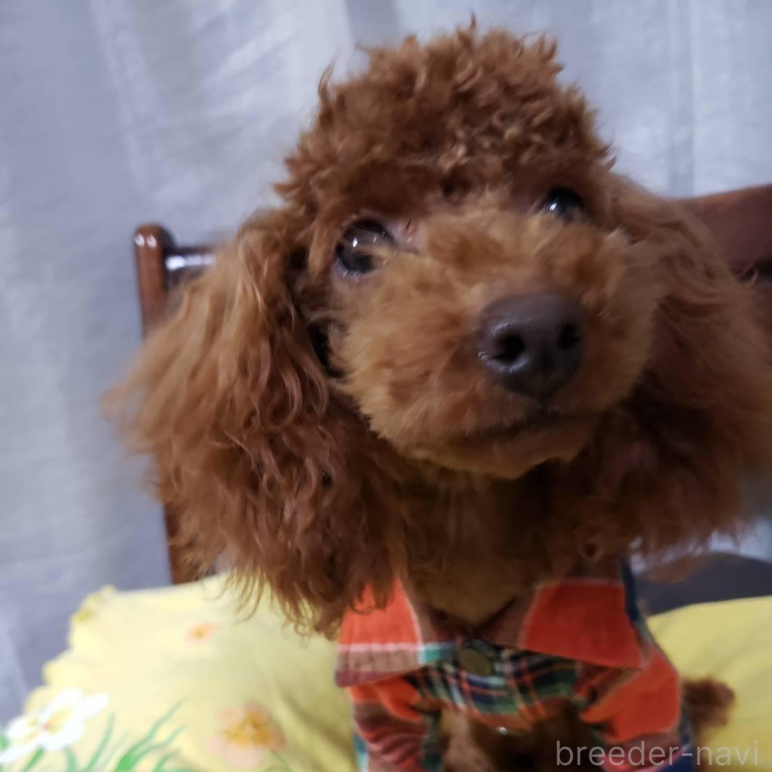 ♀︎タイニープードル