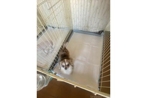 藤本侑里ブリーダーの詳細