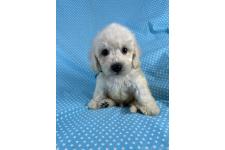 ミックス犬の子犬