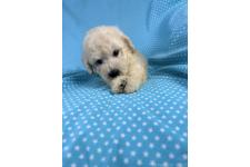 ミックス犬の子犬