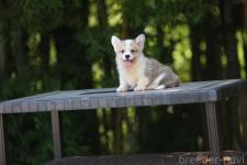 ♀︎ウェルシュコーギーペンブローク