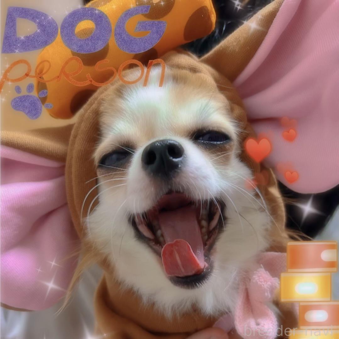 橋口敦子ブリーダー