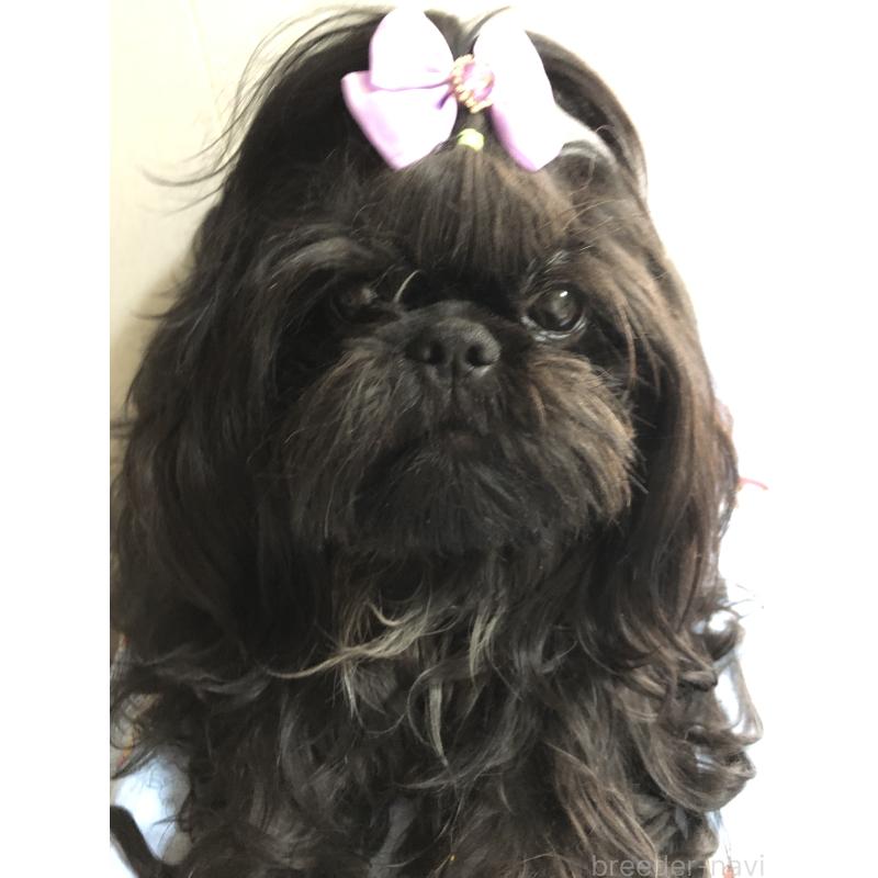小笠原節子ブリーダーの詳細