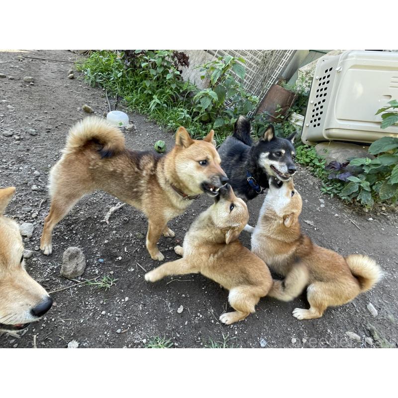 三笘聰子ブリーダーの詳細