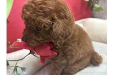 ♀︎チワプー:チワワ×トイプードル