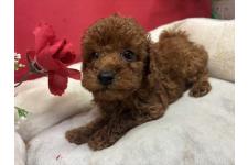 ♀︎タイニープードル