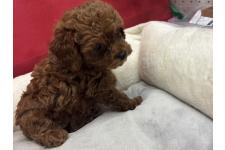 ♀︎タイニープードル