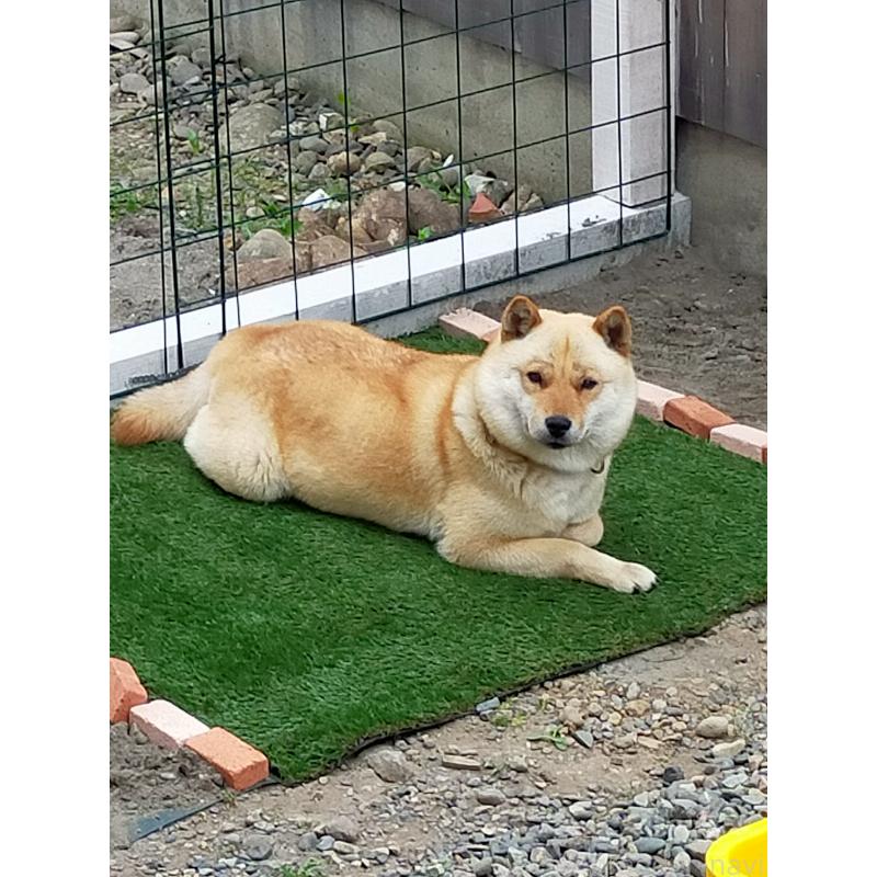 廣瀬芳江ブリーダーの詳細の1枚目