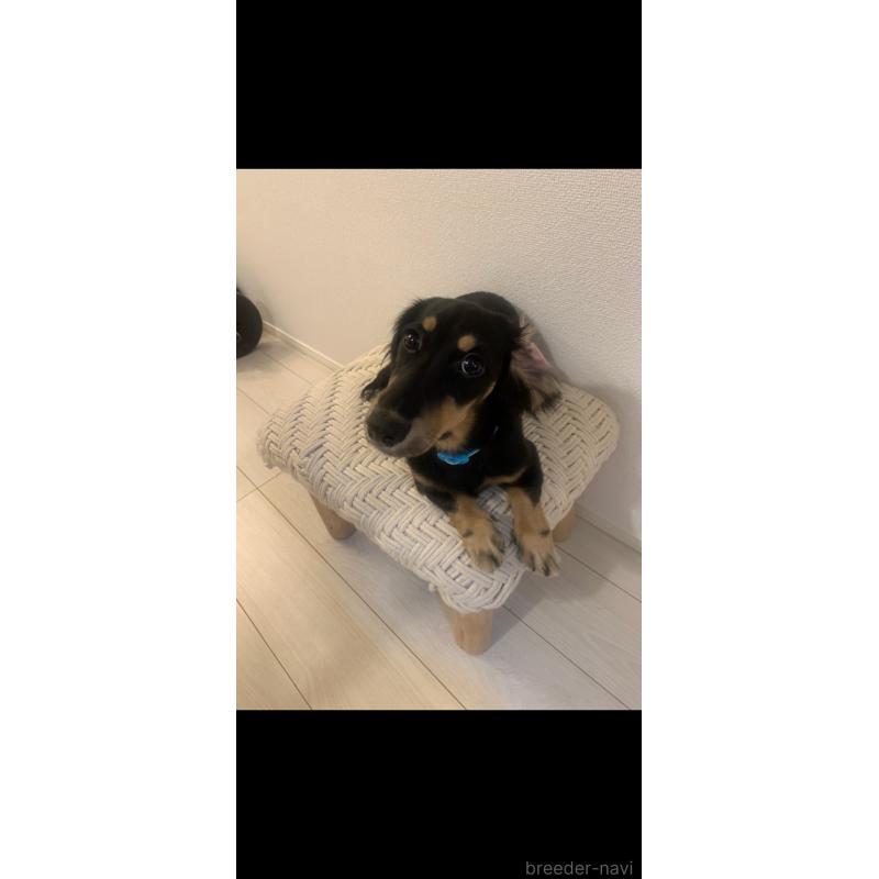 山崎聡巳ブリーダーの詳細