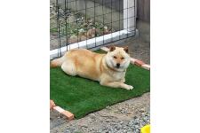 廣瀬芳江ブリーダー
