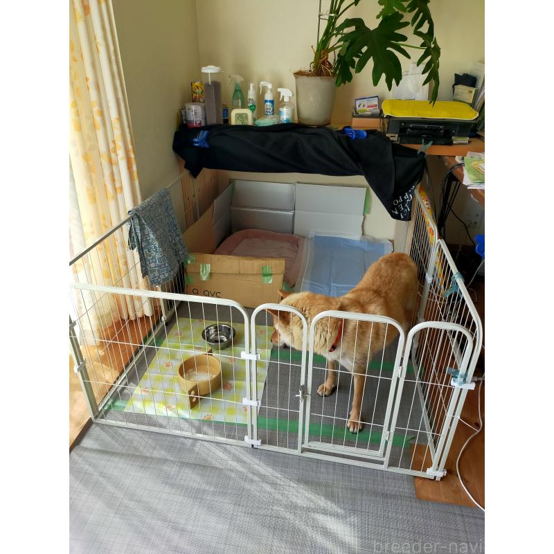 廣瀬芳江ブリーダーの詳細