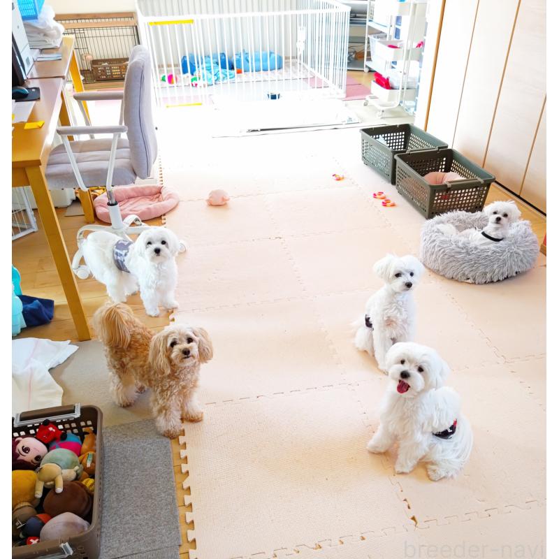 山崎美佐江ブリーダーの詳細の1枚目