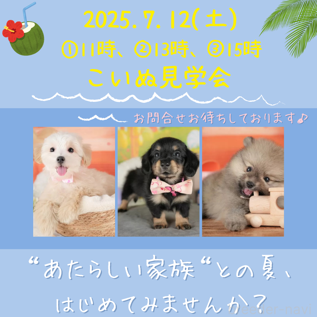 生田碧ブリーダー
