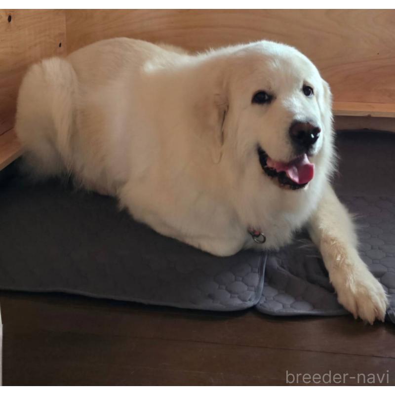 渡邊昭ブリーダーの詳細の1枚目