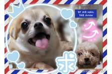 ♀︎チワワ(ロングコート)