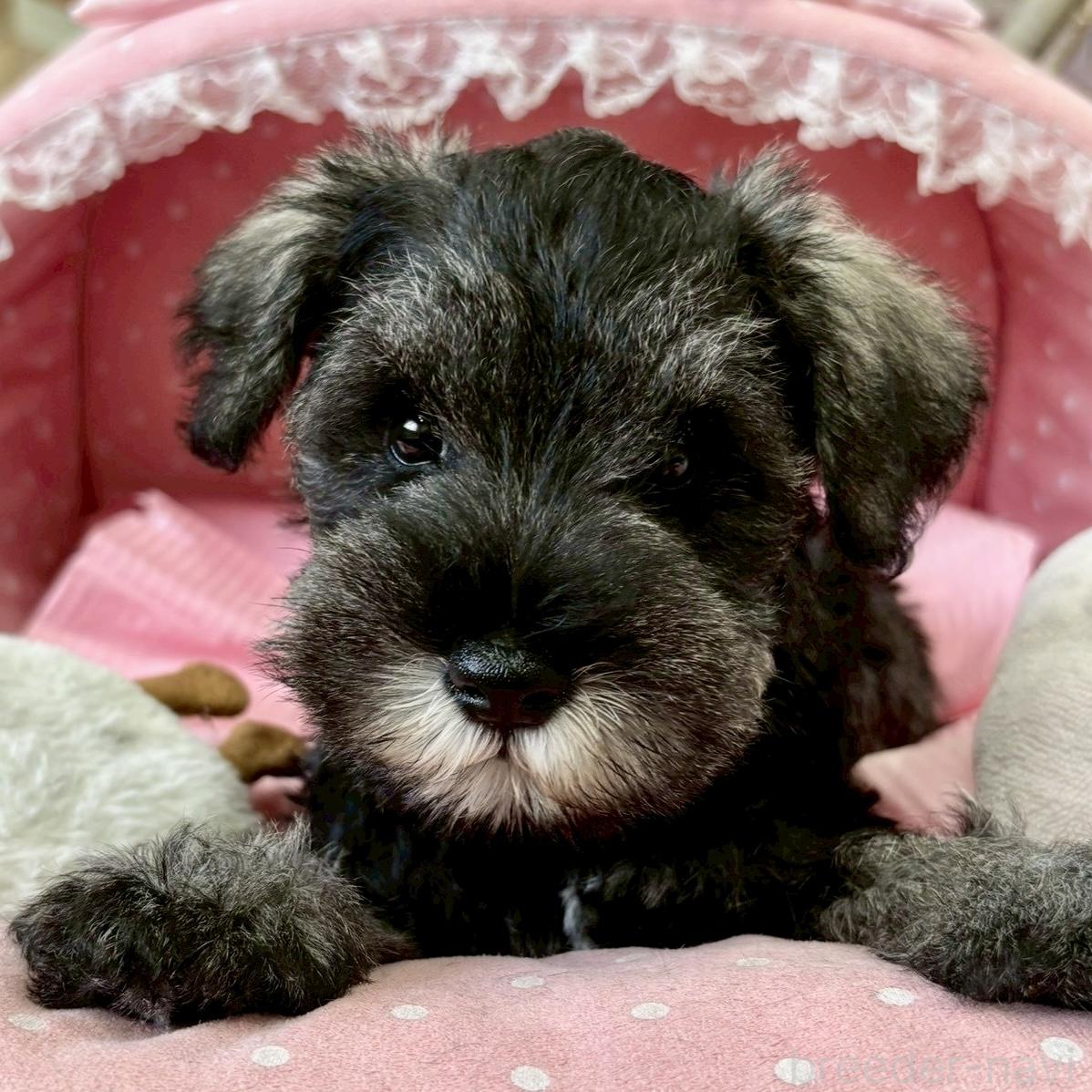 ミニチュアシュナウザーの子犬