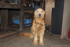 ゴールデンレトリーバーの子犬