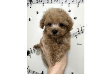 ♀︎トイプードル